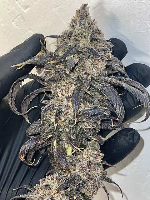 Happy 4:20💨