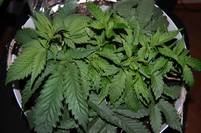 Blueberry fem