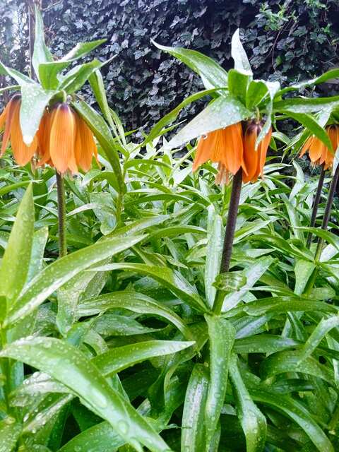 Fritillaria imperialis