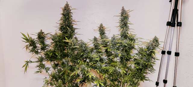 Hard Day Mudro Seeds DNAT 150