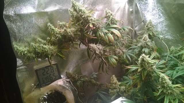 кустопад))))))