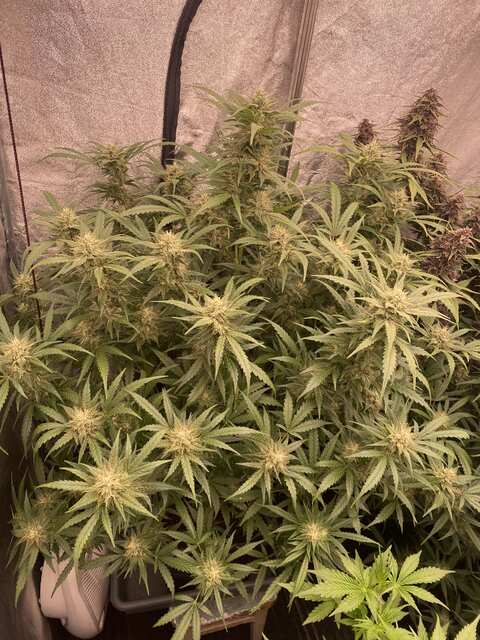 PTRBX1 Ethos Genetics