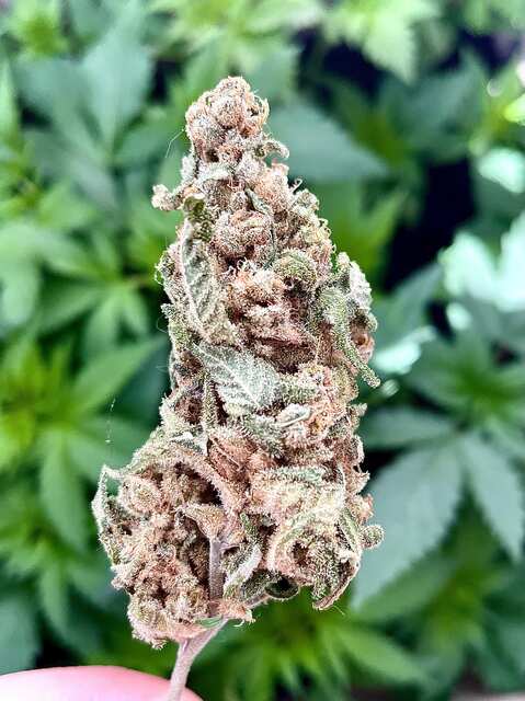 GSC..доброго ранку Україна!)