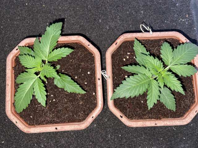 Auto WW and Daiquiri lime ot Goodmaster’a