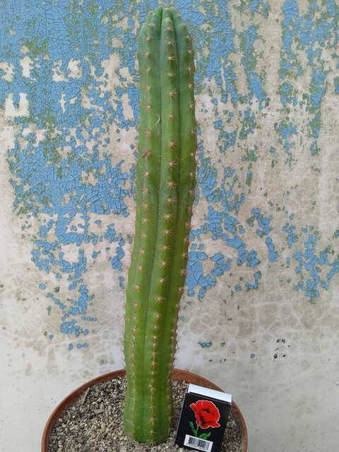 Trichocereus pachanoi (San Pedro)