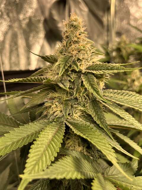Strawberry Punch