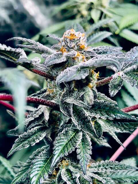 Thin Mint Cookies 🍪