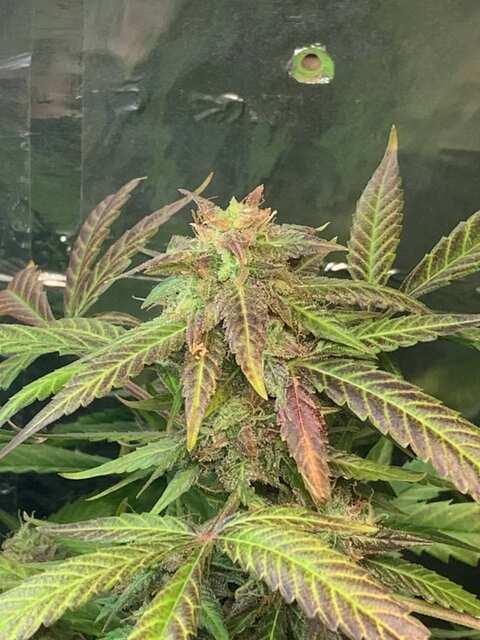 Critical Kush Auto