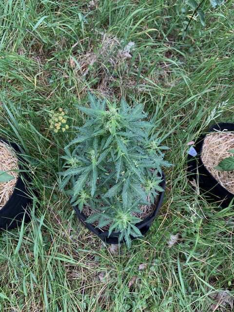 Auto White Russian 7 Тижнів