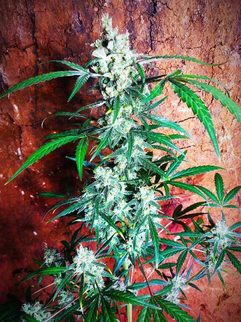 Nice diesel auto 82 док