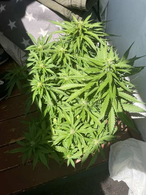 Daiquiri lime and White widow