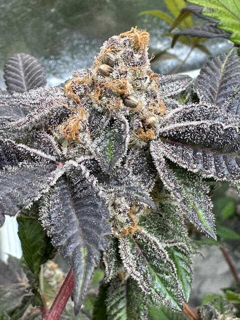 Thin Mint Cookies