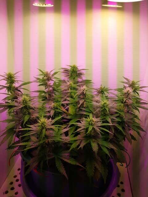 Little Lady auto fem