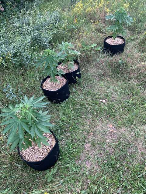 Sweet Mandarine Zkittlez, ss, 35 day fast f1