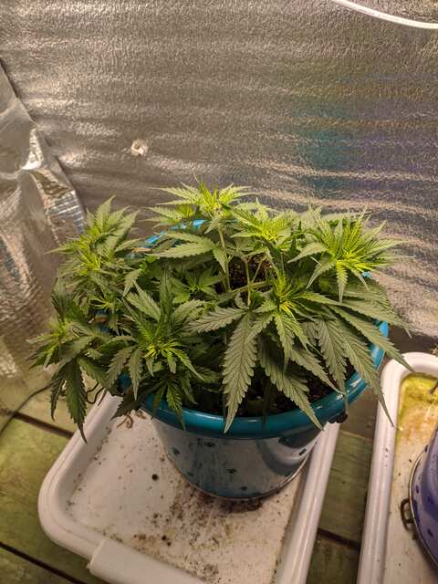 Lemon caramel f.f От Бро Тилорн