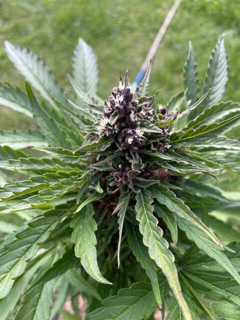 sour diesel_8_2023-08-07_15-05-19.jpg