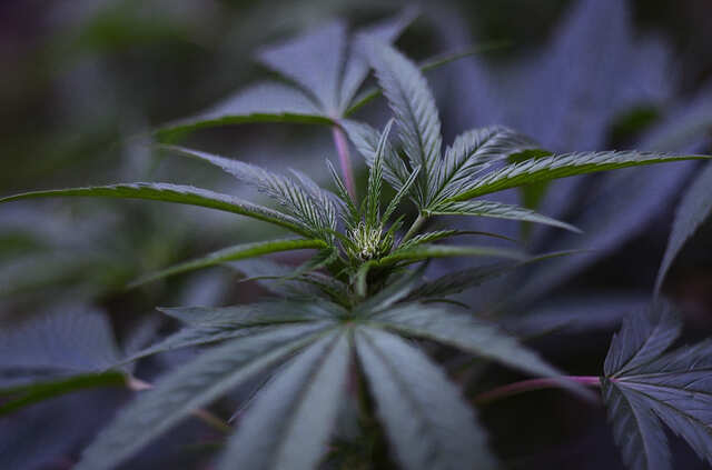 Lord Kush