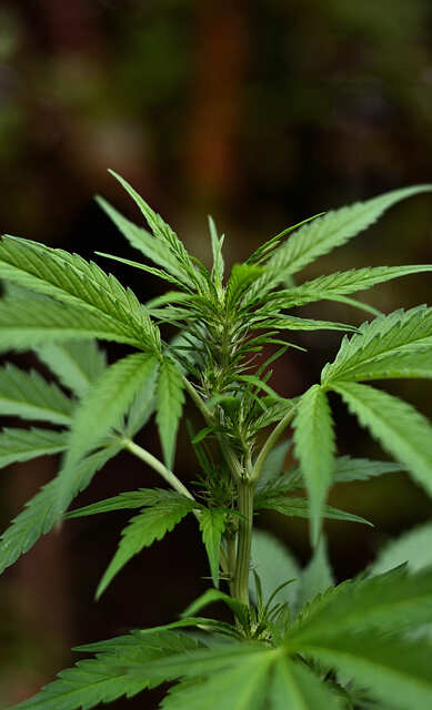 Critical Poison