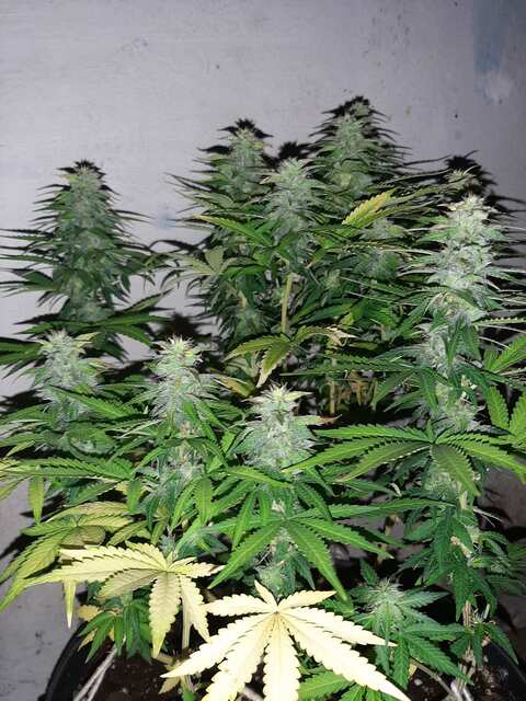 White Russian