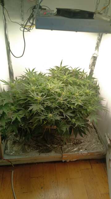 Toxic Cookies Auto Fem ДВК 53