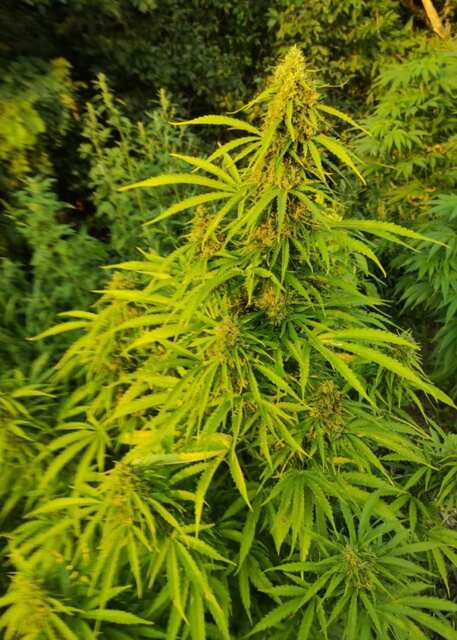 Auto Tutankhamon XXL fem от гудмастера