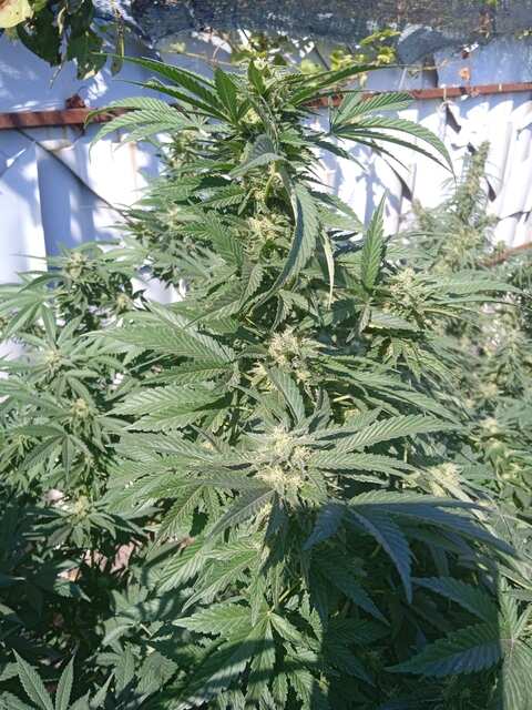 1300990085_AVGANKUSH1.1.jpg