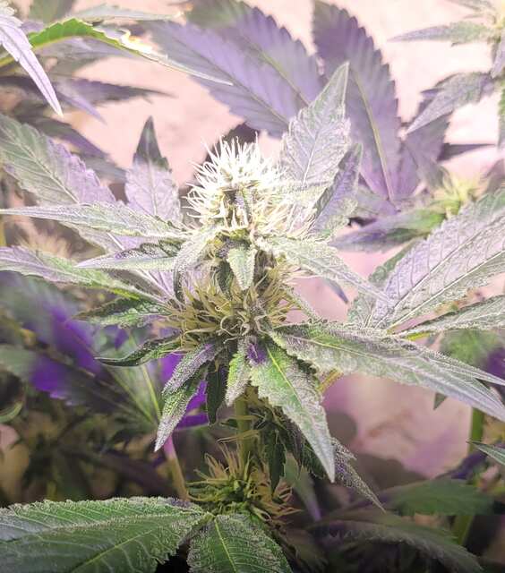 Critical Jack Herer Foto Fem від Delicious seeds