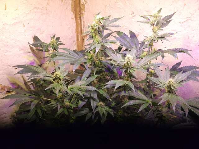 Sour Ripper Foto Fem