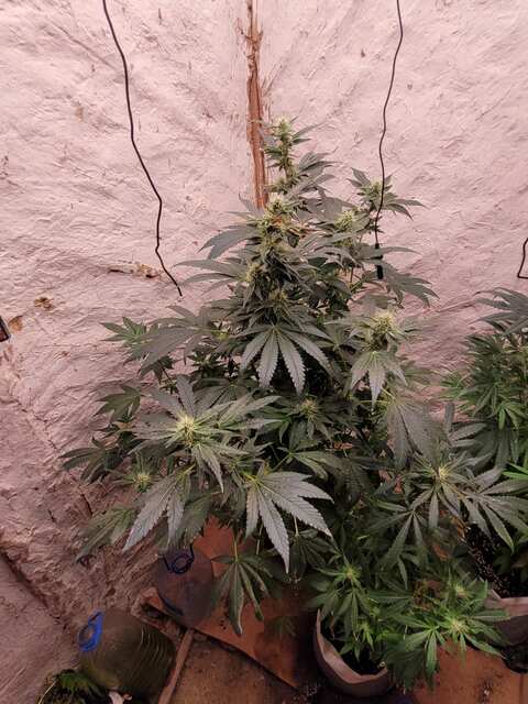 Sour Ripper Ripper seeds