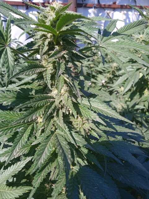 835933662_AVGANKUSH1.jpg