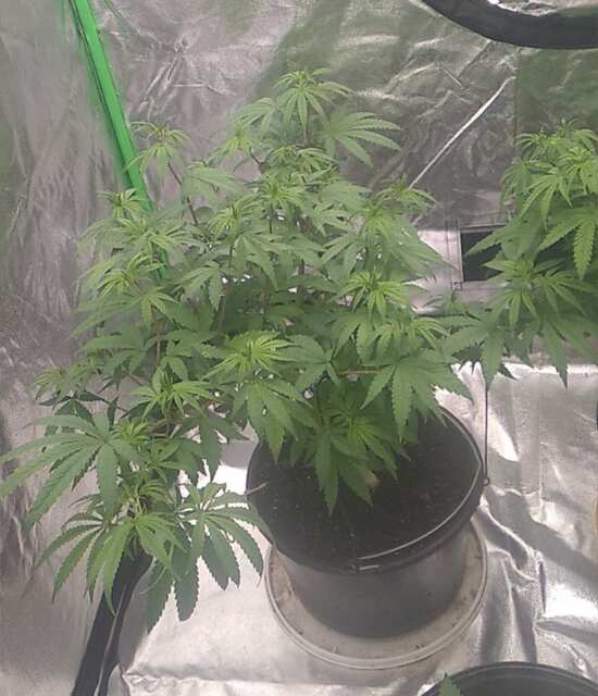 Bubba Haze fast.Гудмастер,