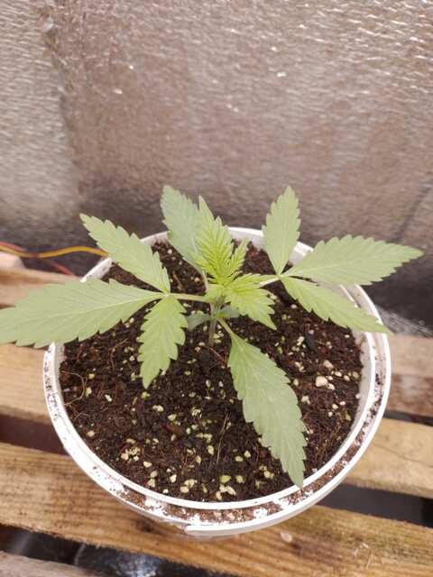 1103027863_Indicagoodmasterseeds.jpg