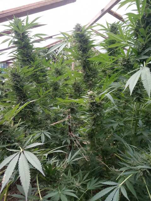 Sugar Black Rose fast Indica Dominant 13.10.jpg
