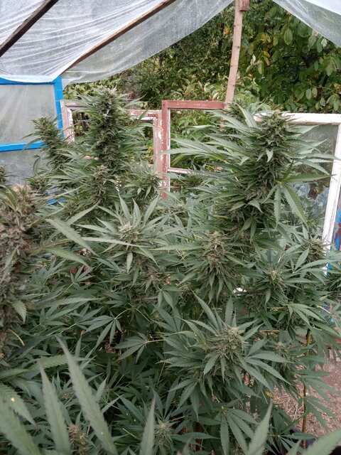 Sugar indica dom.jpg
