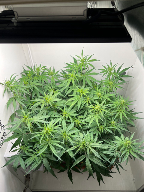 6 недель / Gorilla Glue Auto