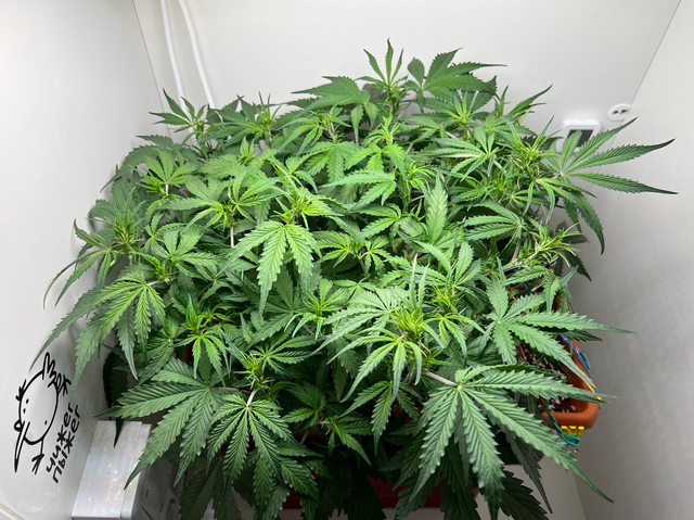 5 недель.  Gorilla Glue Auto