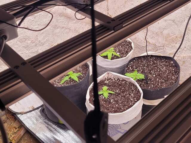 science grow lab day 11