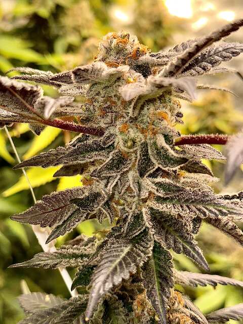 Thin Mint Cookies 🍪