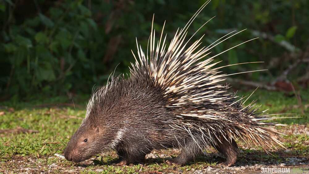 animals_hero_porcupine.thumb.jpg.45e7c7edd6608ab8399f40fe8c59c926.jpg