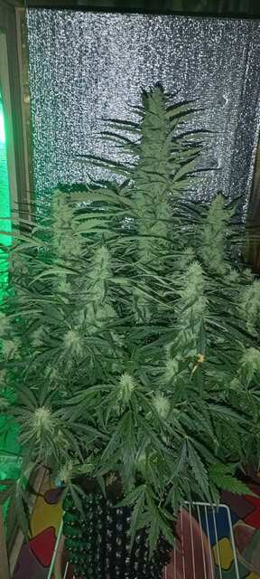 Big Grapes Auto 50 днів.