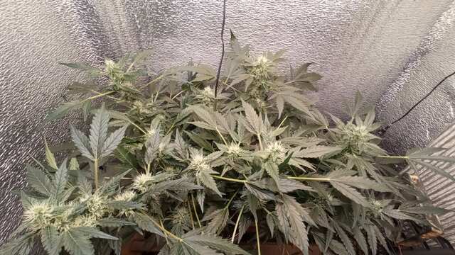 Goodmaster seeds hesi koko