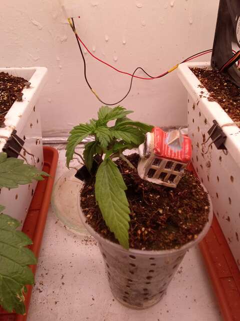 Shkiper Kush Auto Fem
