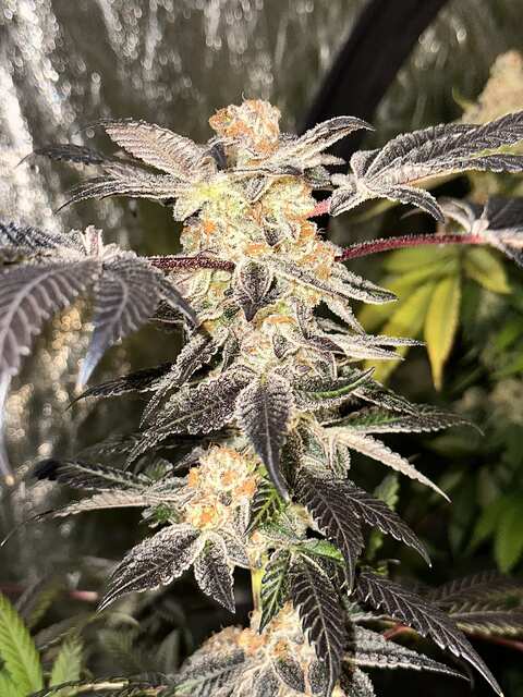 Thin Mint Cookies