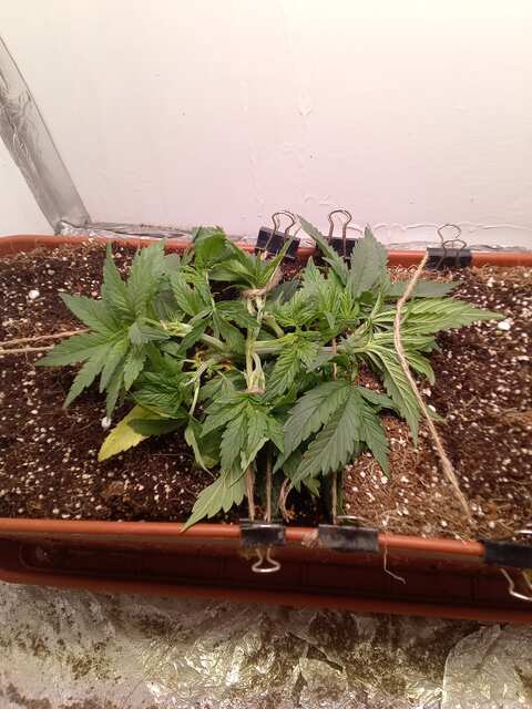 Shkiper Kush Auto Fem 26 ДВК