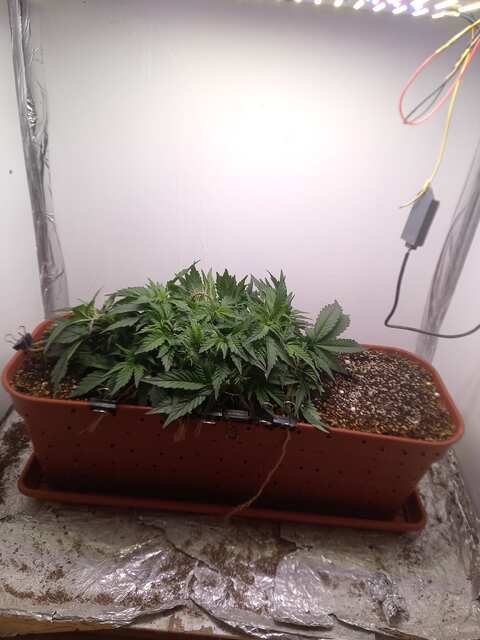 Shkiper Kush Auto Fem 35 ДВК