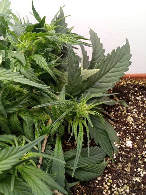 Shkiper Kush Auto Fem перші стигми