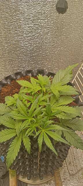 Shkiper Kush Auto. Тест для бро kostia.
