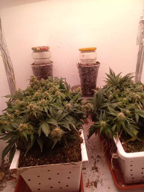 Lemon Fritter Foto Fem& Miracle Fritter Foto Fem на зміну White Widow XXL