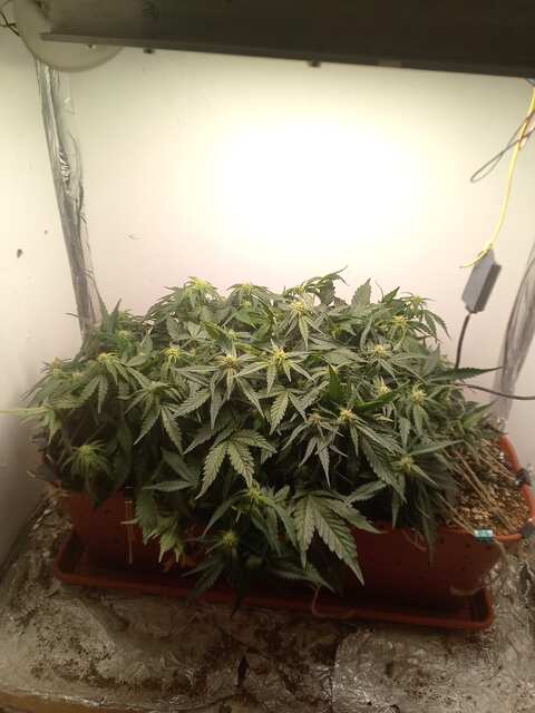 Shkiper Kush Auto Fem 50 ДВК