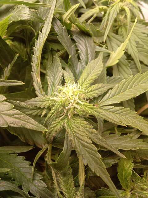 Shkiper Kush Auto Fem 50 ДВК